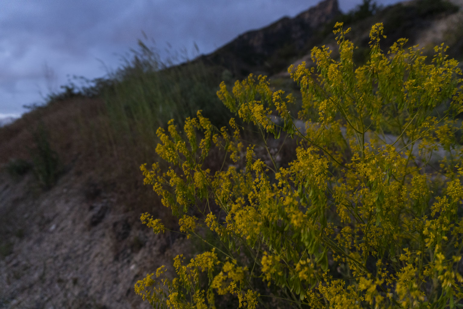 A bushy thing with yellow flowers, in the background a mountainside